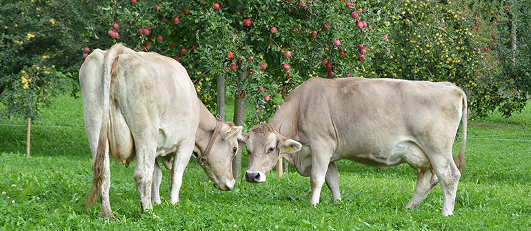 Kühe geniessen das saftige Grün in der Obstanlage des Werkheim Wyden.